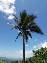 Low angle view of coconut palm tree against sky