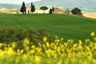 Scenic view of land and trees on field