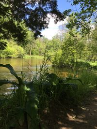 Scenic view of lake