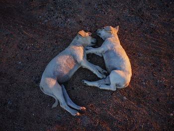 High angle view of dogs on land