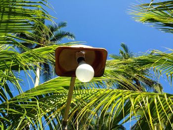 Low angle view of palm tree against clear blue sky