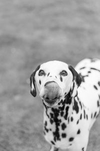 Close-up portrait of a dog