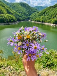 Close-up of hand holding purple flowering plant