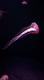 Close-up of jellyfish against black background