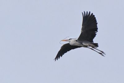 Low angle view of bird flying in sky