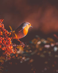 The european robin sitting on the twig. closeup with shallow dof.