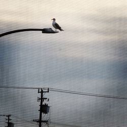 Low angle view of birds flying against sky