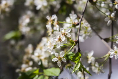 Close-up of white cherry blossom tree