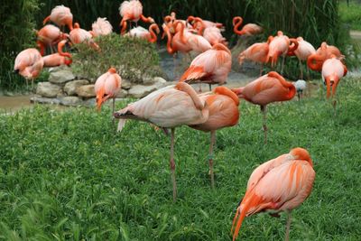 Flamingos standing in grassy field