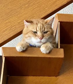 High angle view of a cat