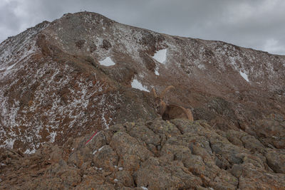 Alpine peak with sitting ibex looking at the photographer curiously