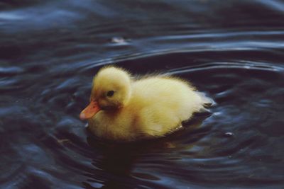 Close-up of bird in water