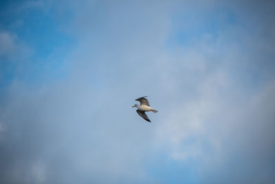 Low angle view of seagull flying in sky