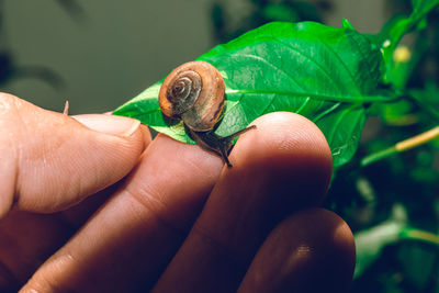 Close-up of hand holding small