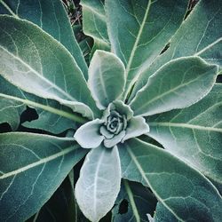 High angle view of green plant on leaf