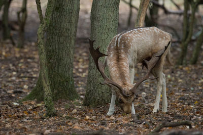 Fallow deer standing by tree at forest