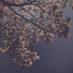 Low angle view of tree against sky