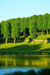 Scenic view of grassy field