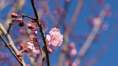 Close-up of pink cherry blossoms in spring