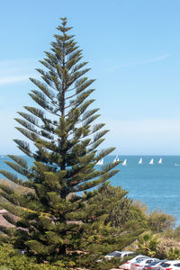 Pine tree by sea against sky