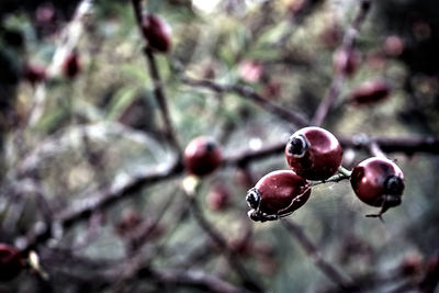 Close-up of red berries growing on branch