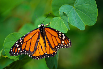 Close-up of butterfly on leaf