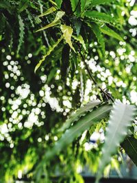 Low angle view of leaves on tree