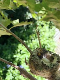 Low angle view of bird perching on tree