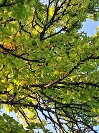 Low angle view of tree