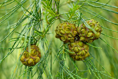 Close-up of fruits growing on plant