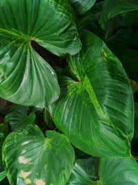 Full frame shot of green leaves