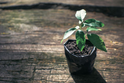 Close-up of potted plant on table