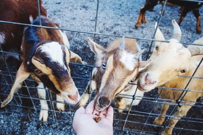 Cropped hand feeding goats in cage