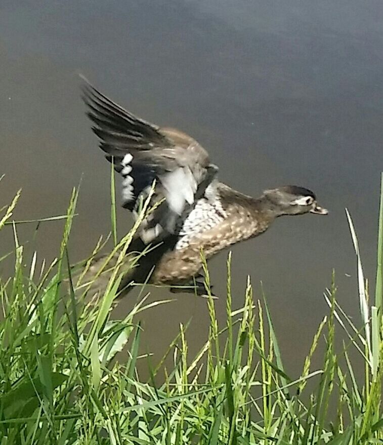 VIEW OF BIRD ON GRASS