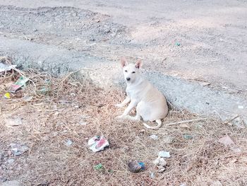 High angle view of dog on field