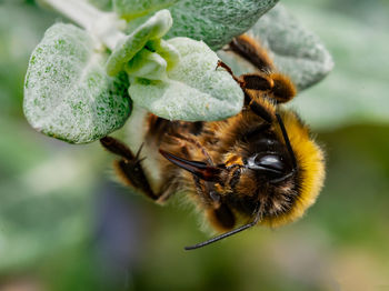 Close-up of bee pollinating flower