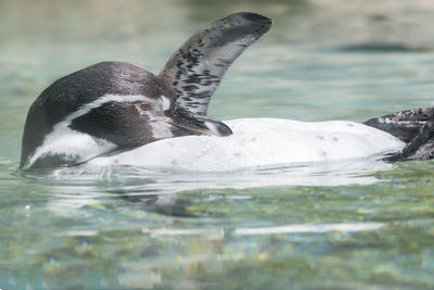 Humboldt penguin swimming on water