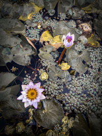 High angle view of flowering leaves floating on water