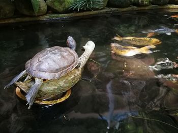 Duck swimming in lake