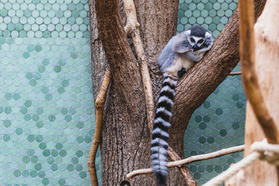 View of cat sleeping in zoo