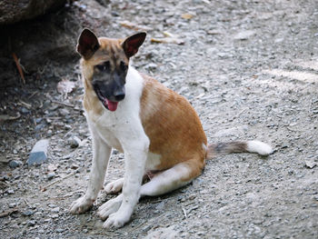 Portrait of dog relaxing on land