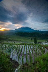 Scenic view of agricultural field against sky