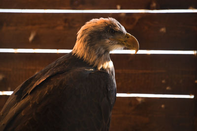 Close-up of a bird looking away