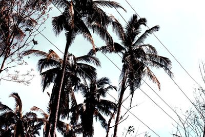 Low angle view of palm trees against sky