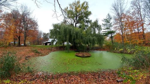 Scenic view of trees in forest during autumn