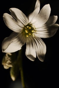 Close-up of yellow flower blooming against black background