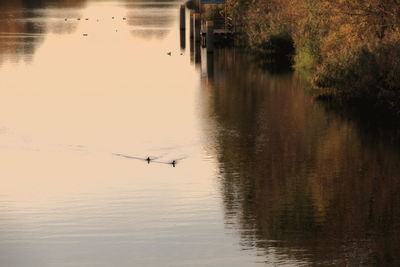 Swans swimming in lake against sky during sunset