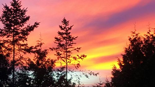 Silhouette of trees at sunset