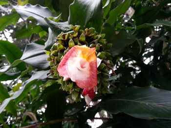 Close-up of pink rose flower