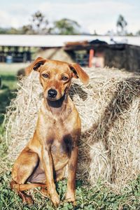 Portrait of dog sitting on field